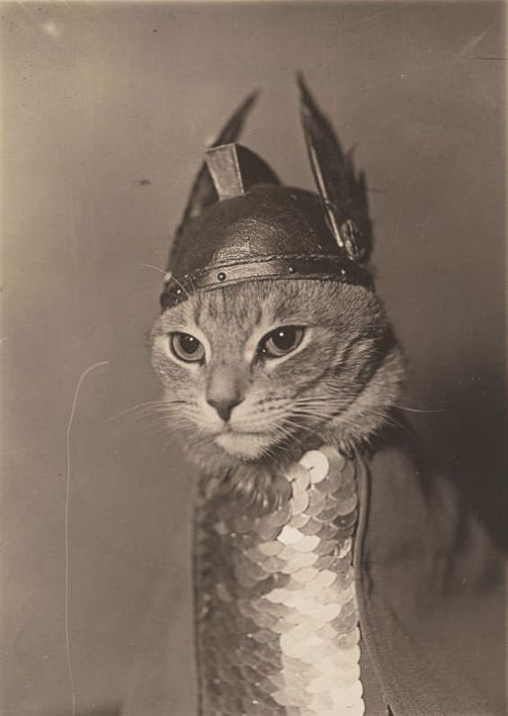 Cat wearing a winged helmet and breastplate armor in the role of the valkyrie Brünnhilde, 1936.