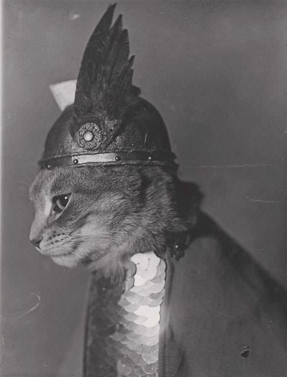 Cat wearing a winged helmet and breastplate armor in the role of the valkyrie Brünnhilde, 1936.