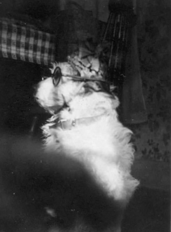 Dog sitting in armchair wearing eyeglasses, 1930s.