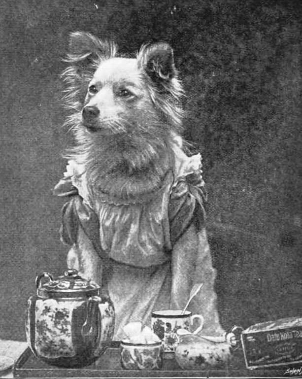 Dog in dress for tea time, 1895.