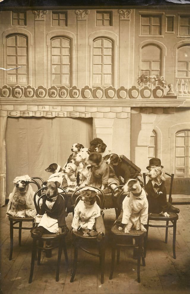 A dog wedding, 1900.