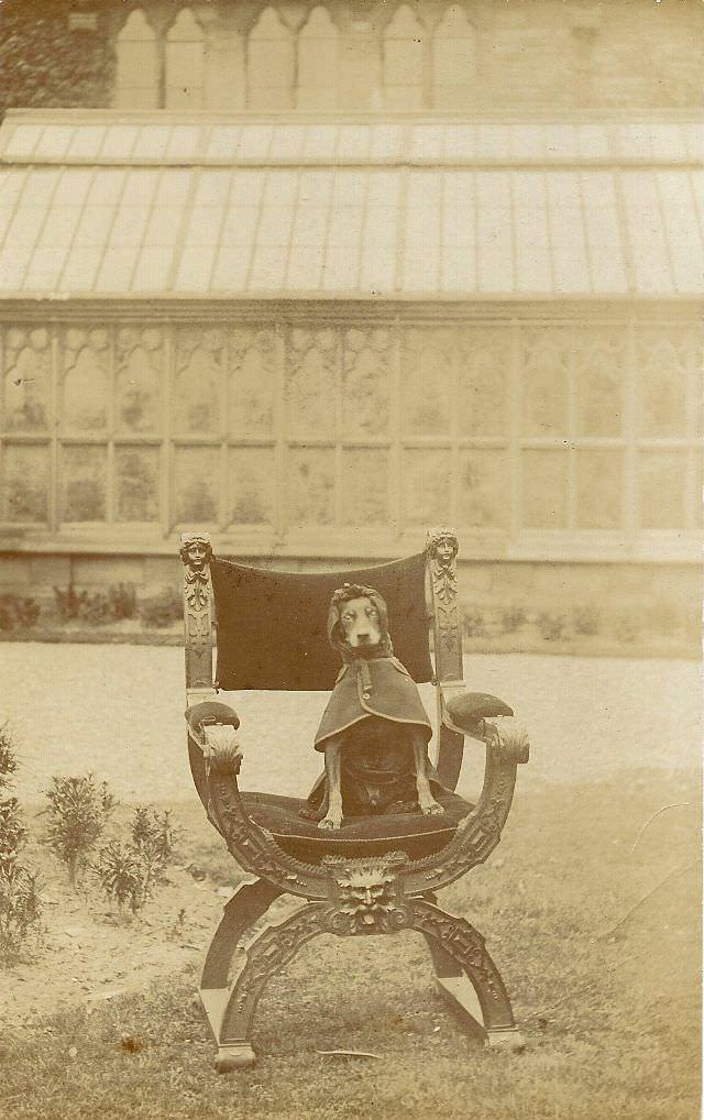 A Manchester Terrier on his throne, 1905.