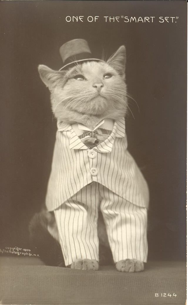 Cat wearing suit and hat, 1906.
