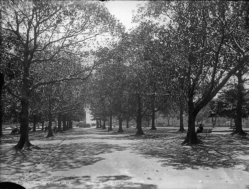 The Heart of Sydney: A Look at Hyde Park in the Early 1900s