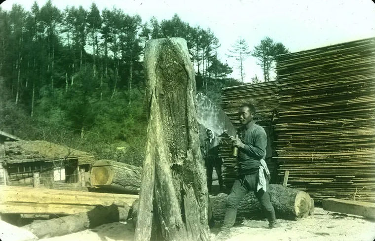Man using handsaw on tree trunk.