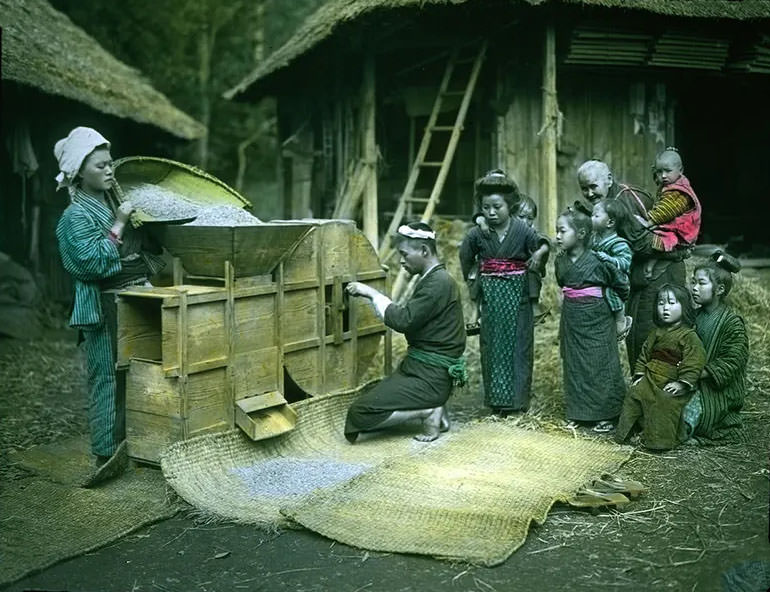 Rice being poured into a wooden mechanical hopper.