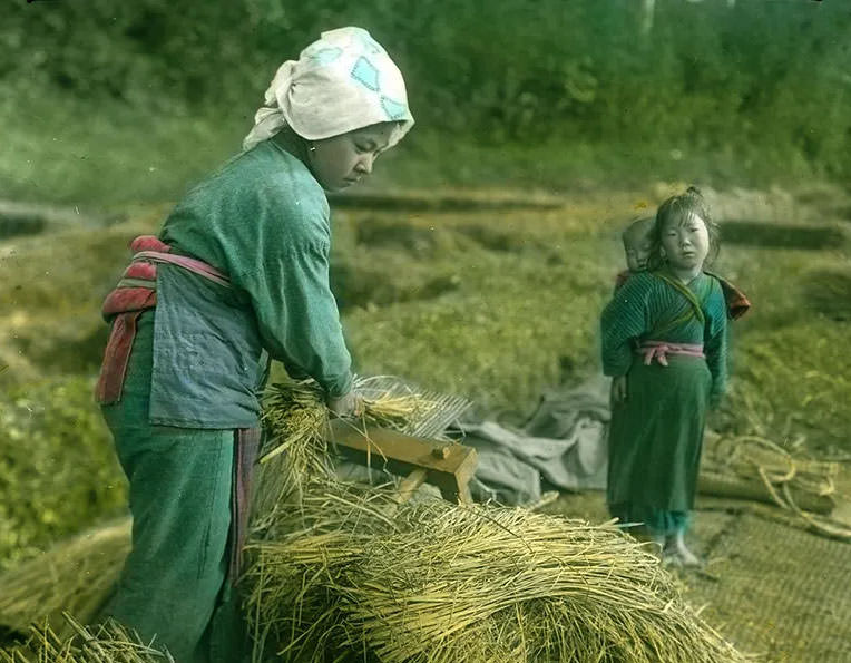 Woman separating rice from chaff with steel comb.