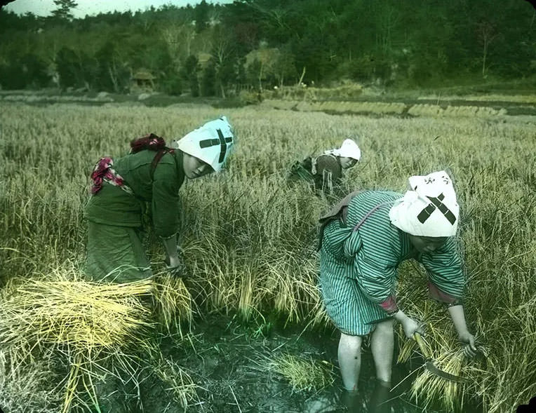 Women harvesting rice.