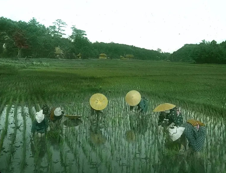 Women planting rice.