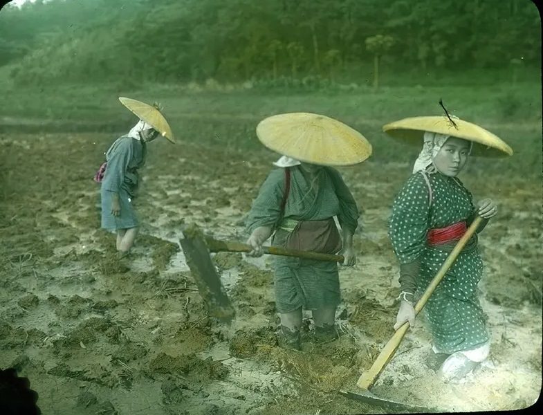 Women preparing rice field in mud.