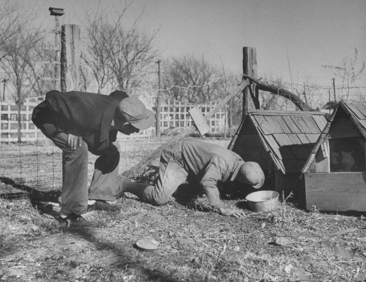 Son watching James F. Irwin (R) selecting a goose for an early Christmas dinner to celebrate safe return of sons and sons-in-law from WW II.