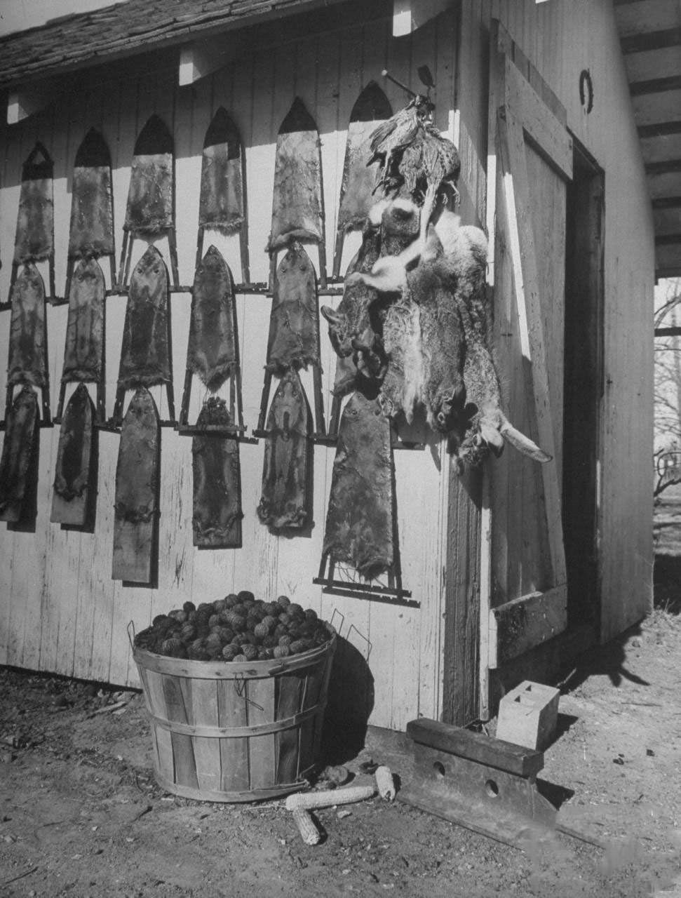 Rabbit skins hanging on wall of tool shed after hunting expedition.