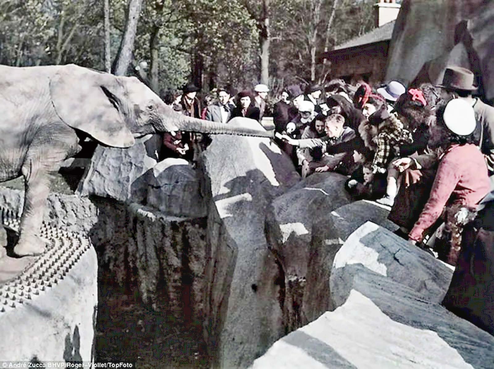 An elephant reaches across from its enclosure to take something from the hand of a youngster.