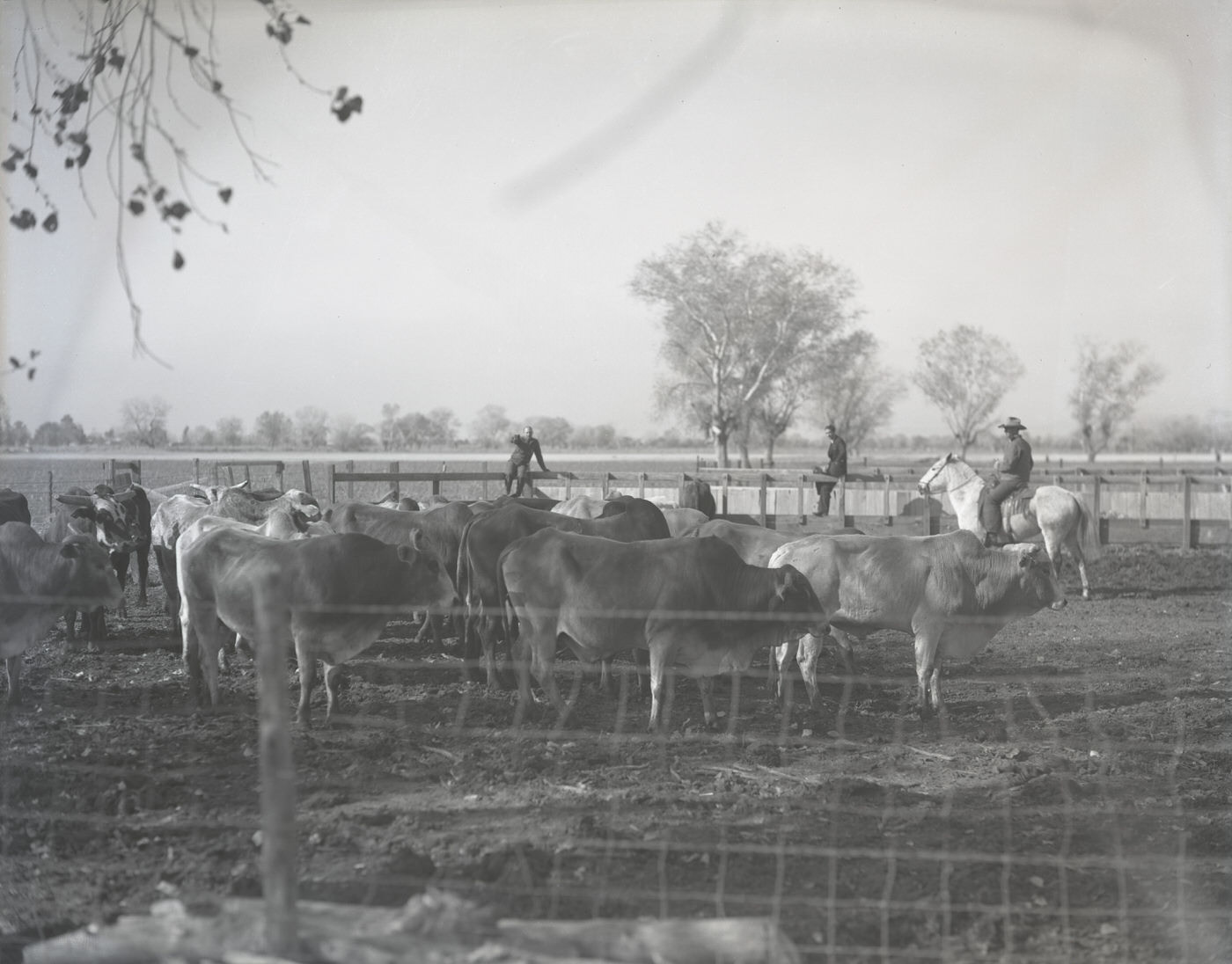 Brahma Bulls in a Corral, 1930s