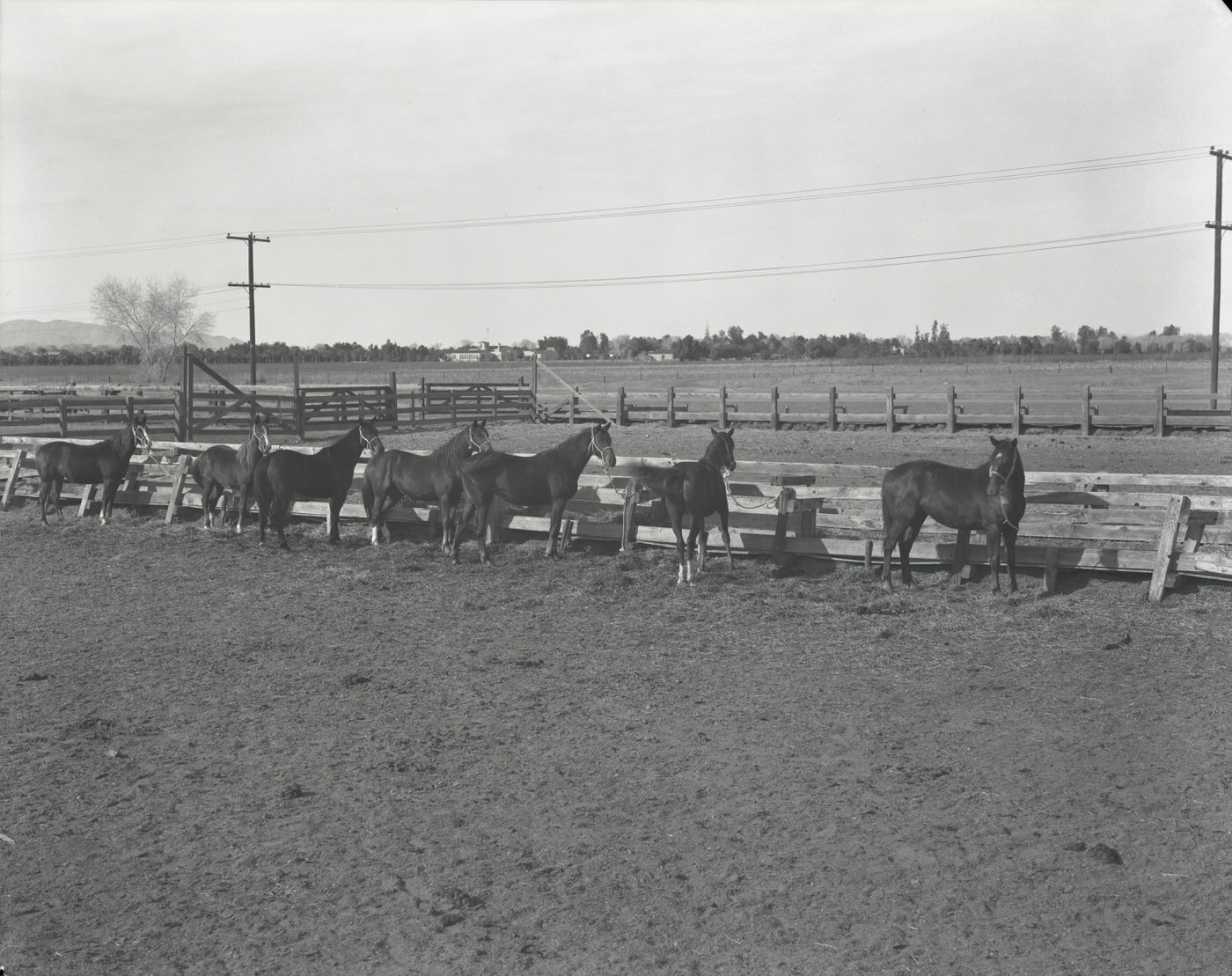 Horse Remuda, 1930s