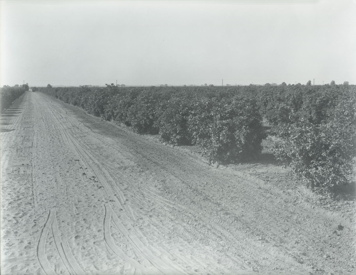 Salim Ackel Citrus Grove. This grove was located approximately eight miles northeast of Mesa and covered 282 acres in 1945.