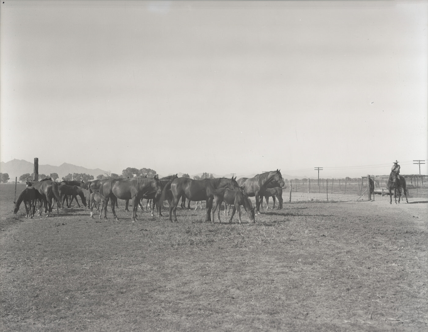 Horses in a Corral, 1930s