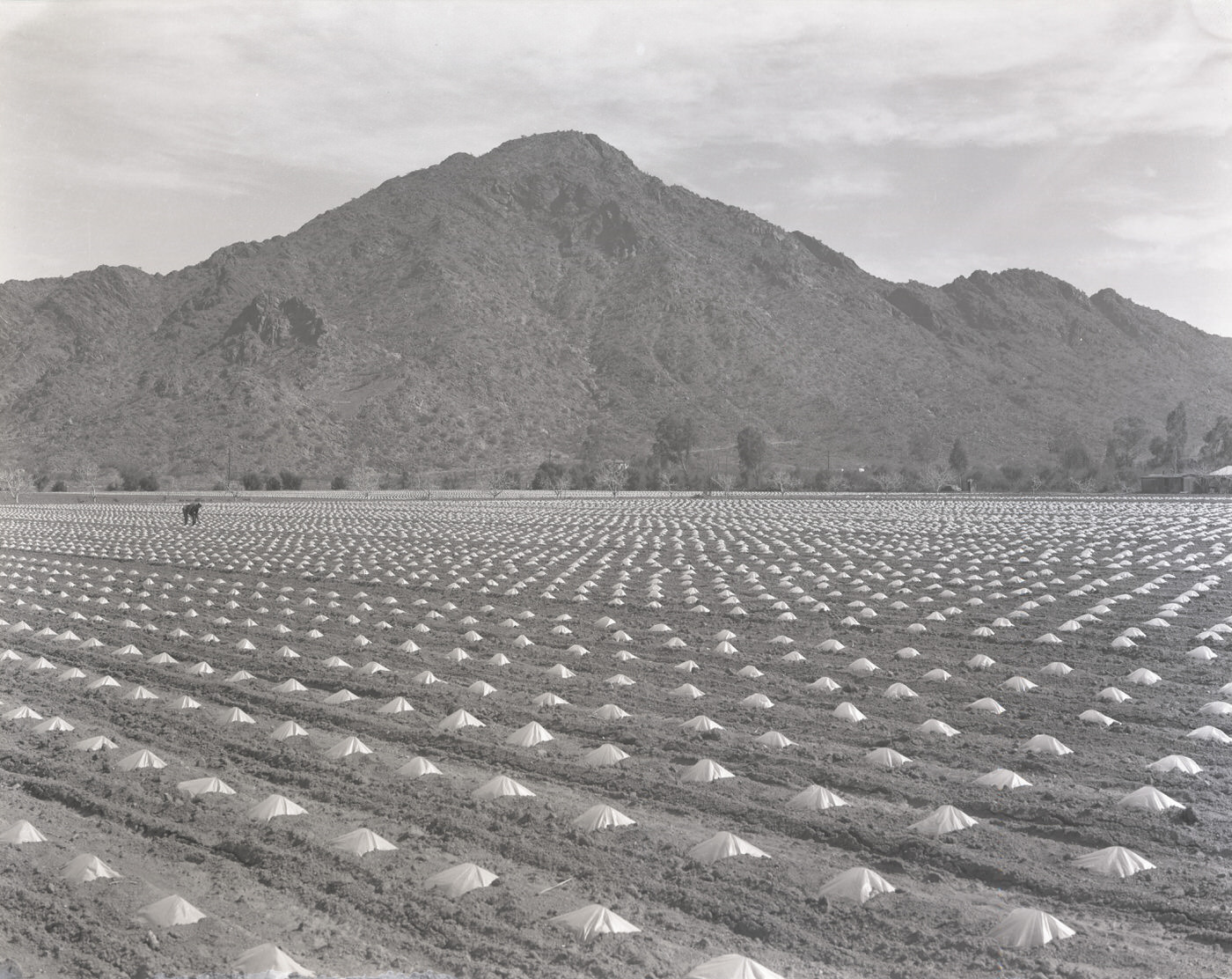 Tomato Field, 1930s