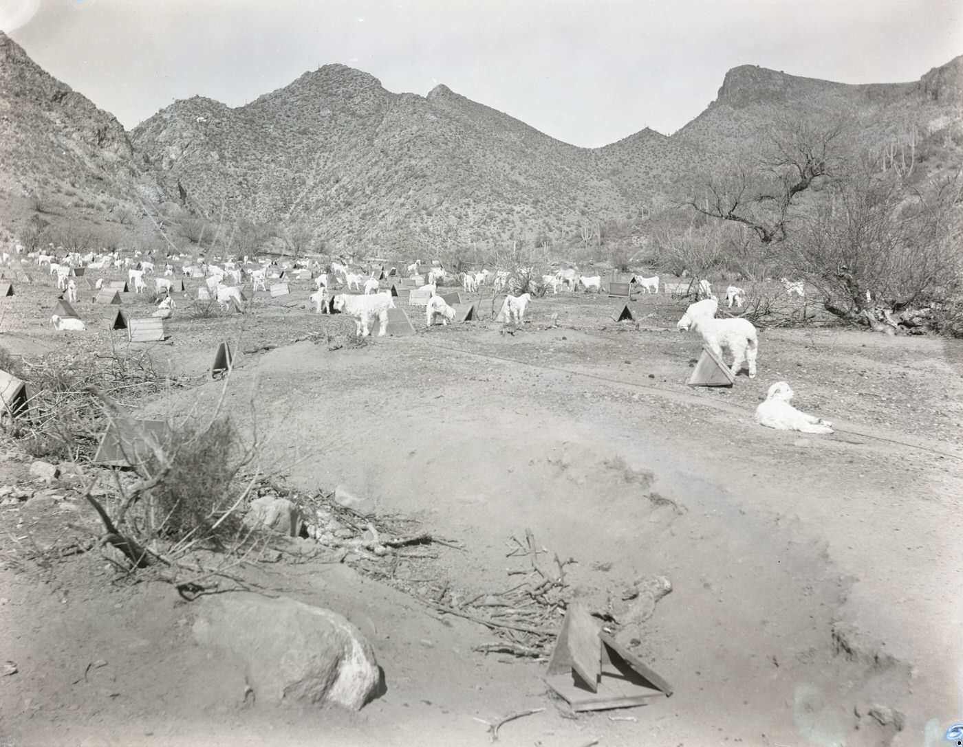 Sheep in a Field, 1930s