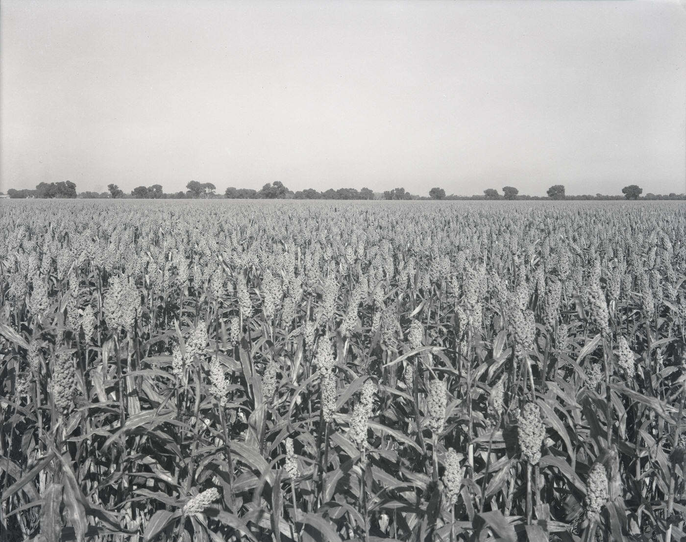 Advance Seed Co. Field, 1943