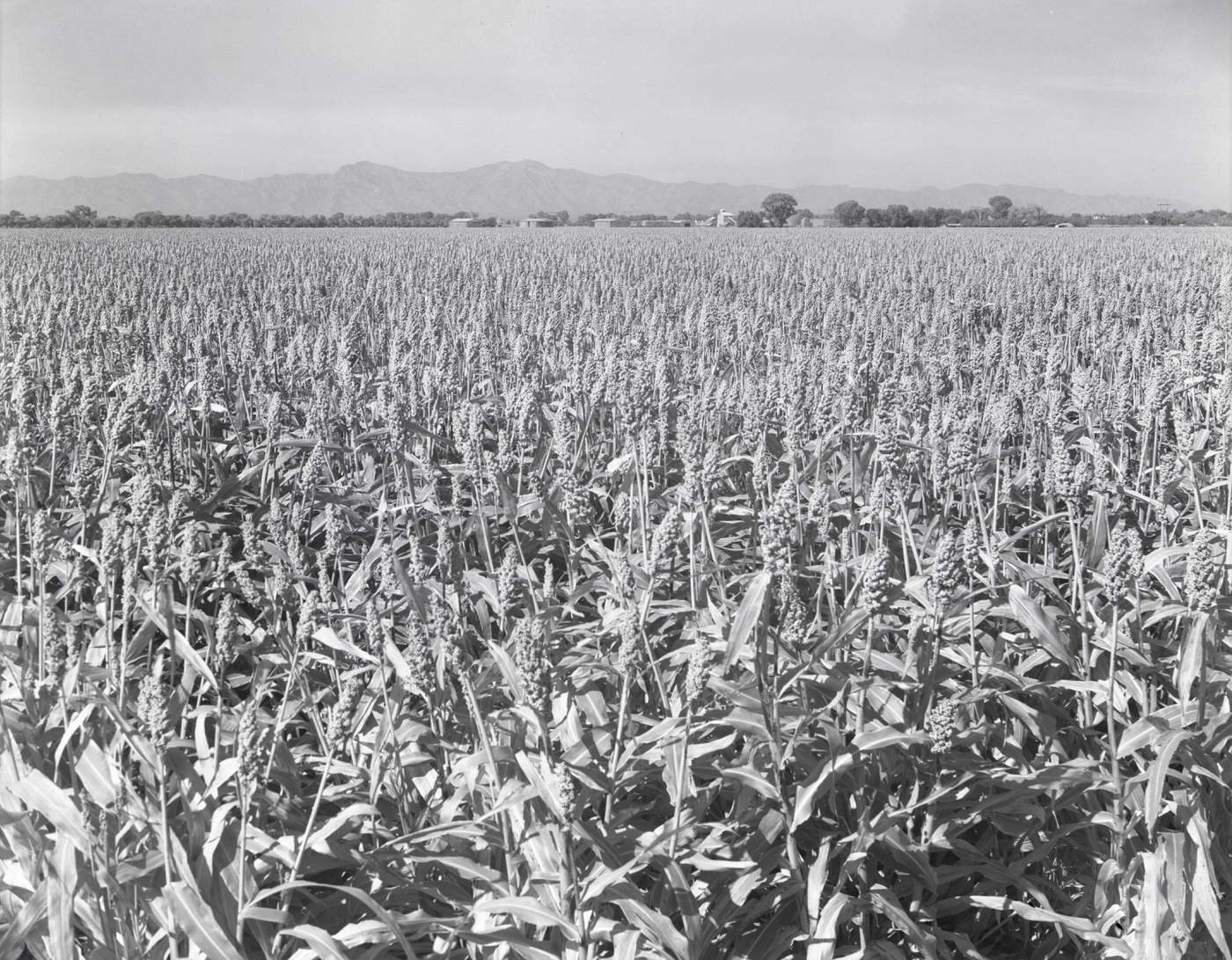 Hegari Field, 1944