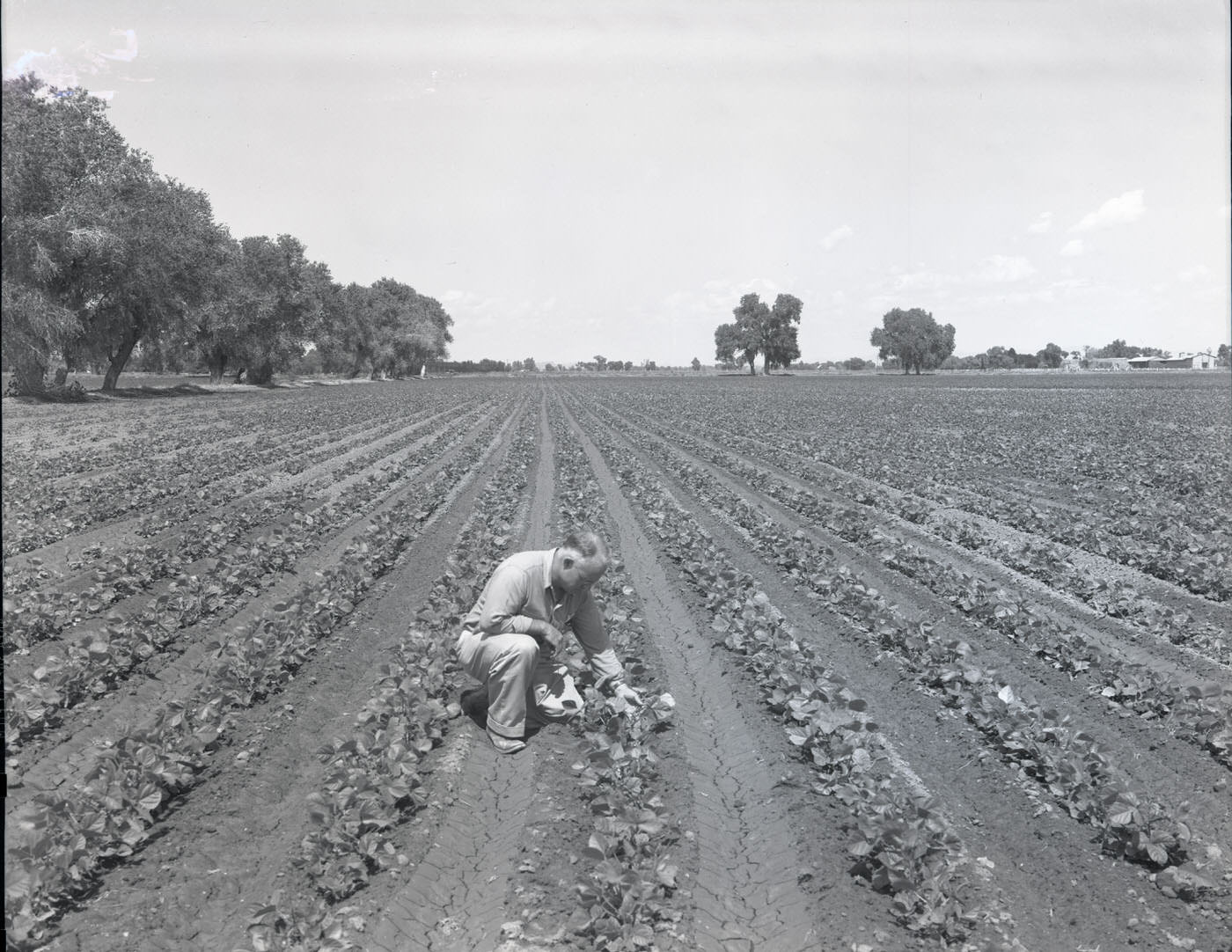 Man in Hegari Field, 1944
