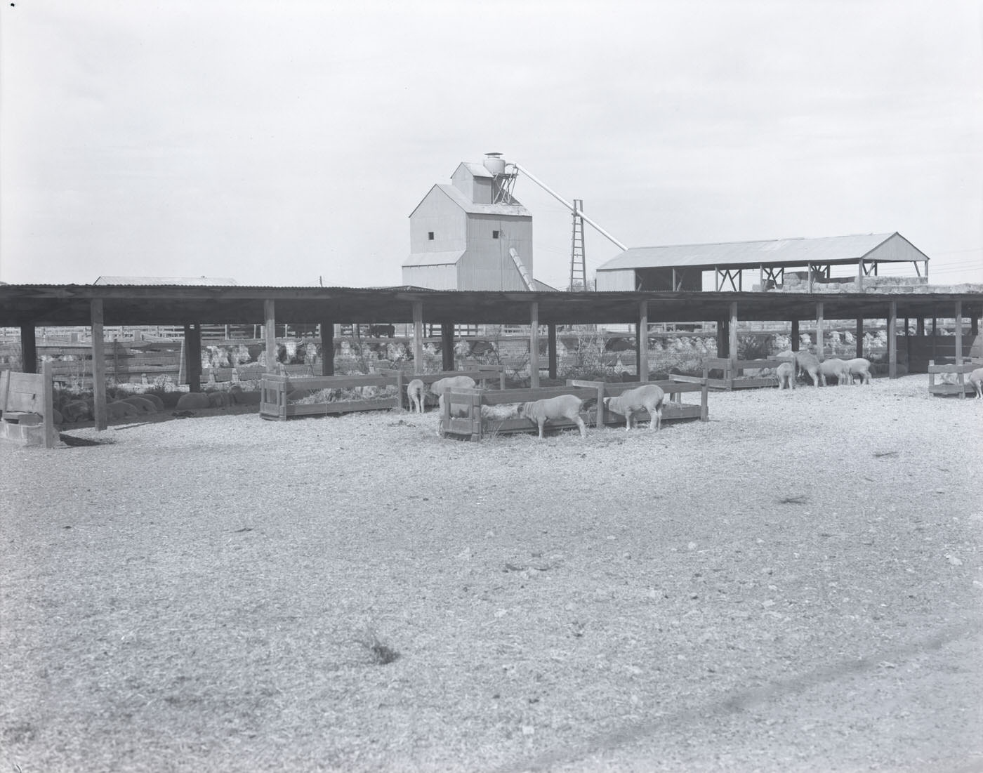 Hurley Meat Co. Cattle Lot, 1944