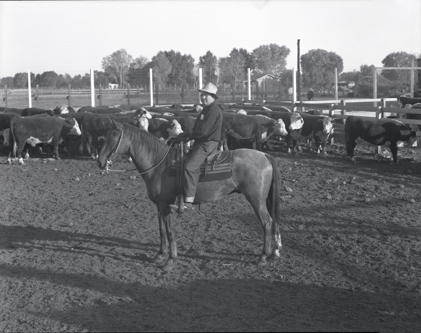 Man on Horse in Cattle Lot, 1944