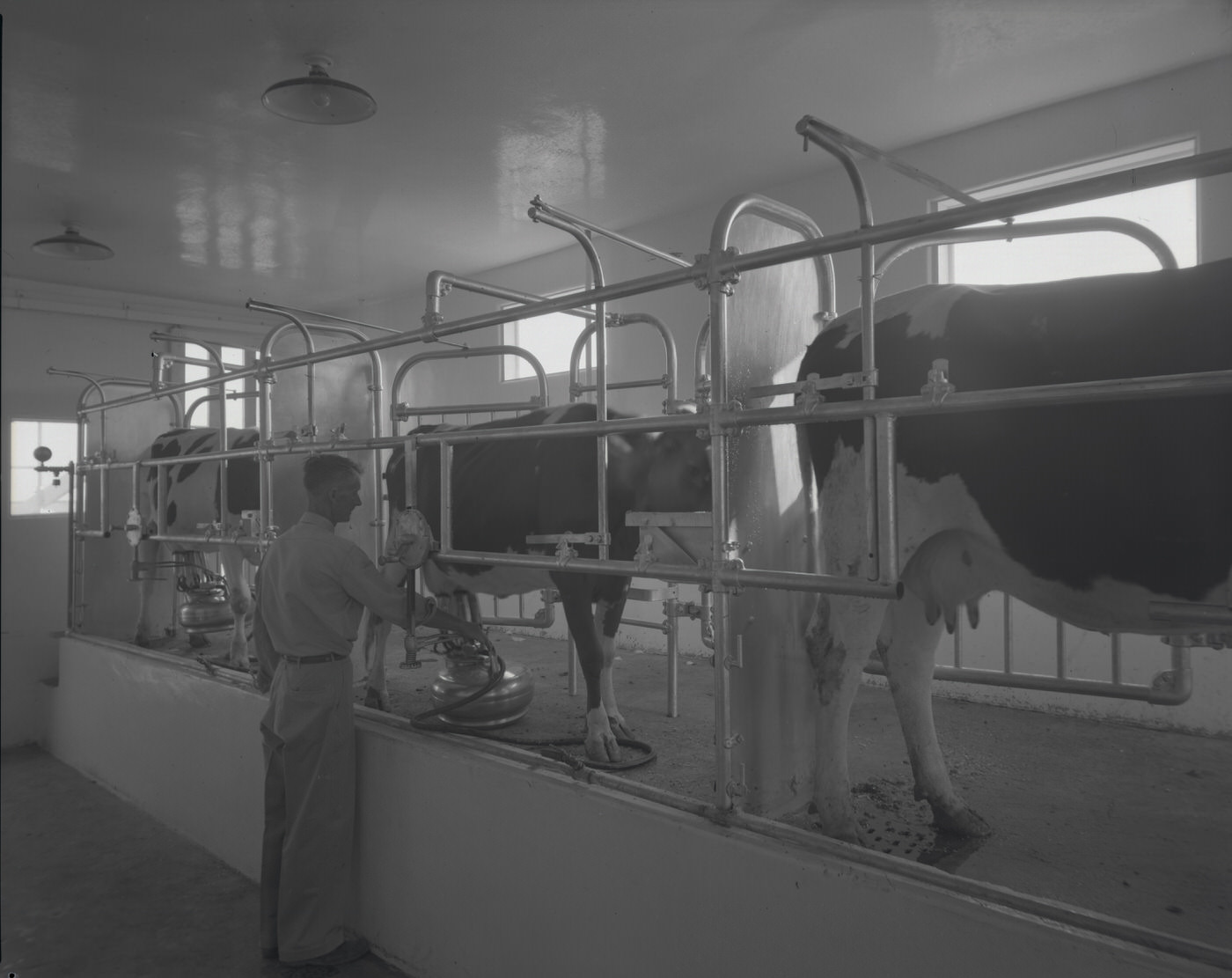Milking Room at Babson Brothers Dairy, 1946