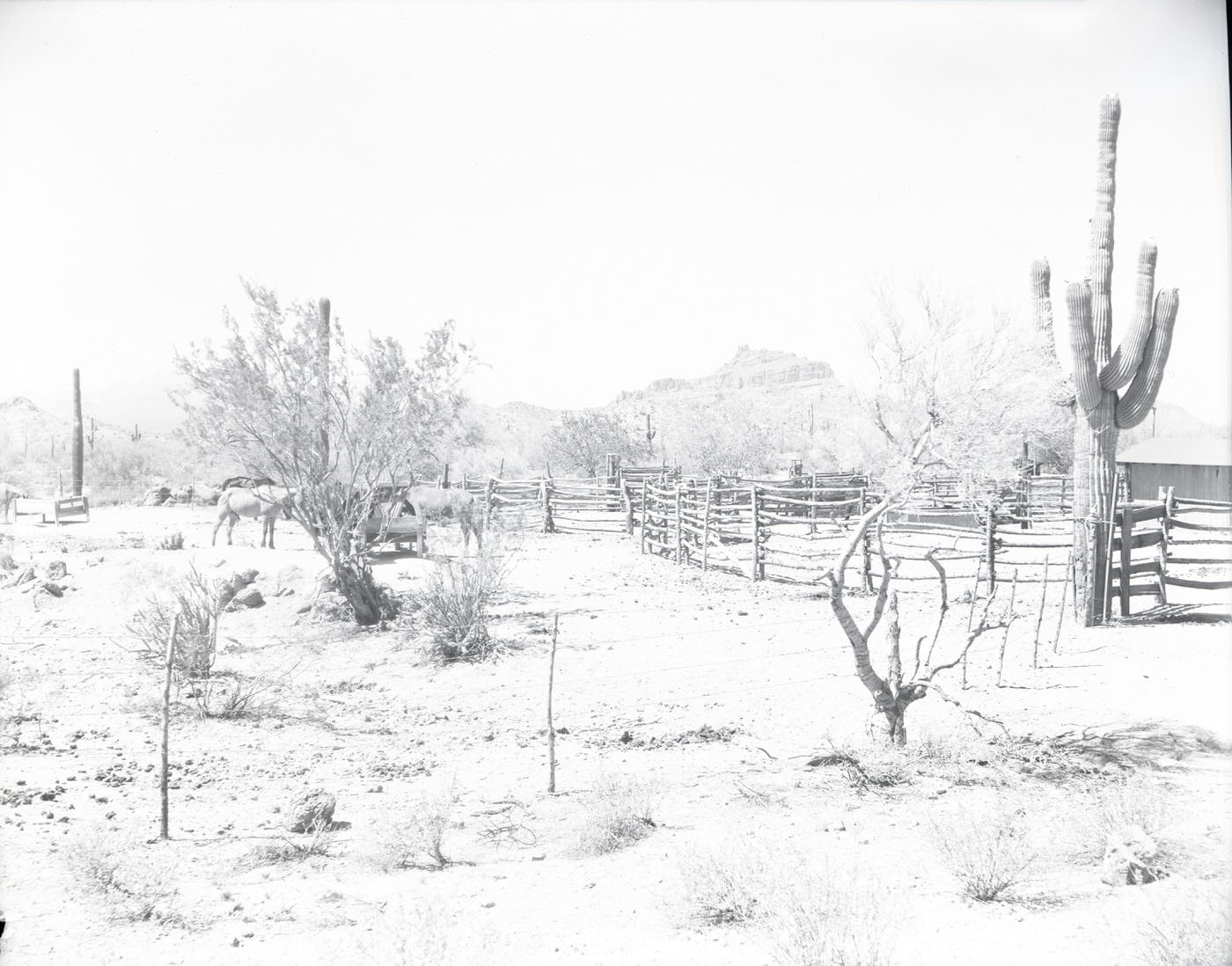 Red Mountain Ranch Grounds, 1946. This ranch was located on Bush Highway in Mesa, Arizona.
