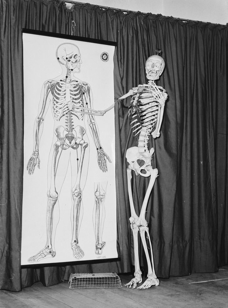 Humorous Photos of Skeleton having Fun from Pix Magazine 1938