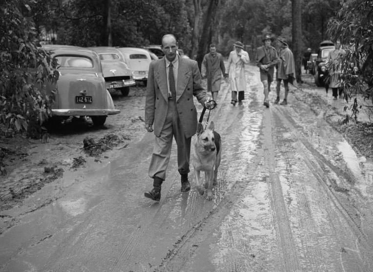 Wags, Whines, and Wins: Behind-the-Scenes of the 1950 St Ives Dog Show