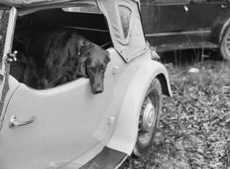 Wags, Whines, and Wins: Behind-the-Scenes of the 1950 St Ives Dog Show