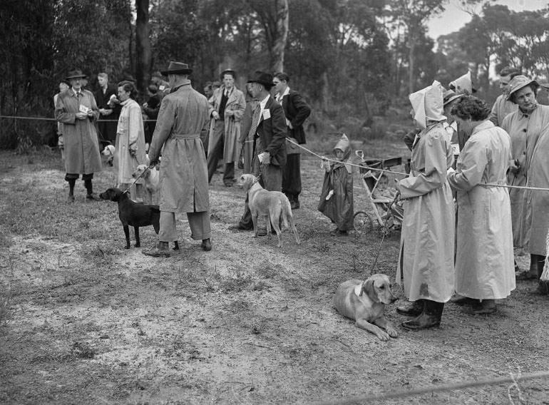 Wags, Whines, and Wins: Behind-the-Scenes of the 1950 St Ives Dog Show