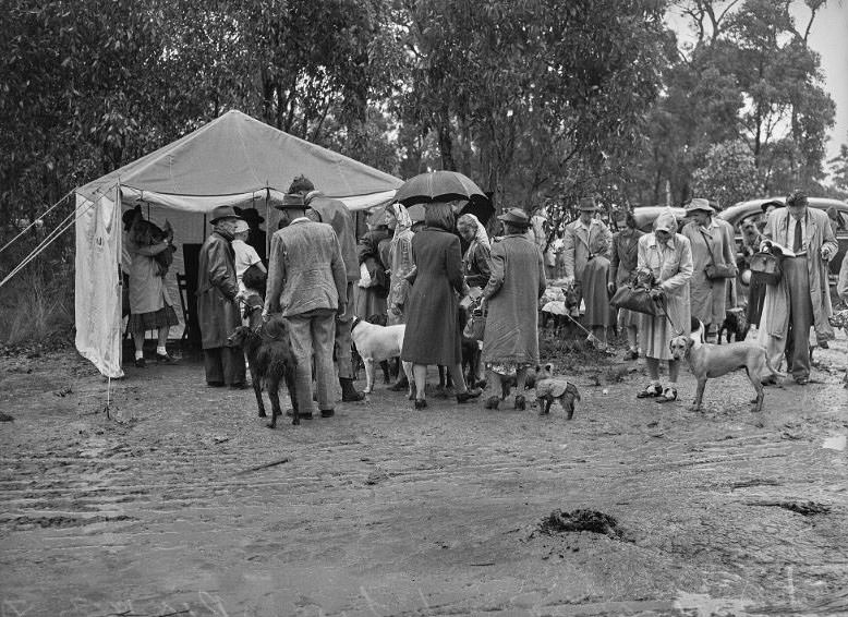 Wags, Whines, and Wins: Behind-the-Scenes of the 1950 St Ives Dog Show