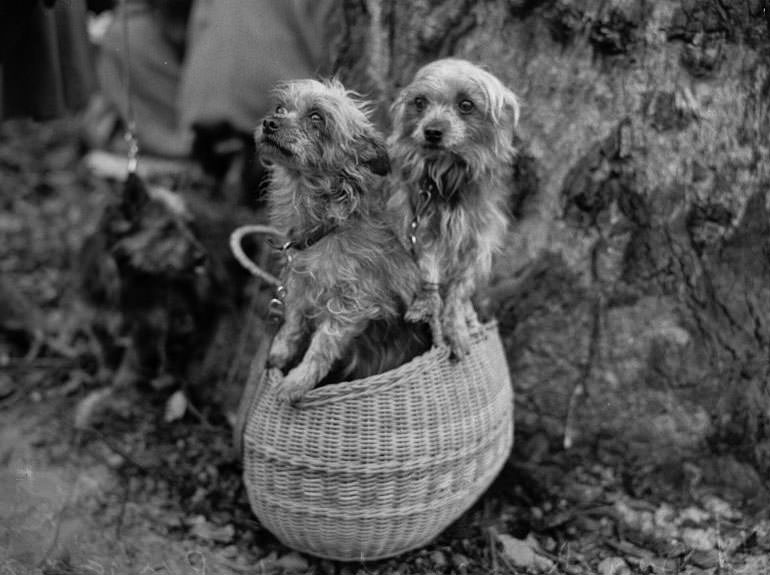 Wags, Whines, and Wins: Behind-the-Scenes of the 1950 St Ives Dog Show