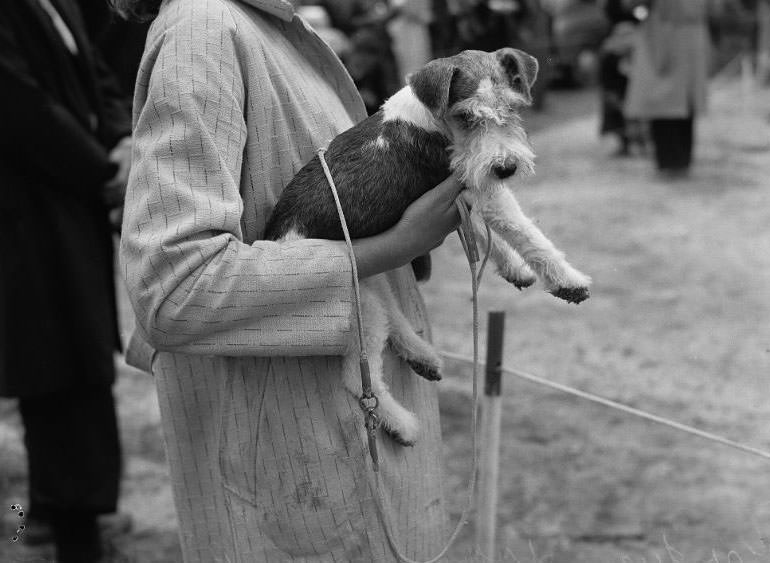 Wags, Whines, and Wins: Behind-the-Scenes of the 1950 St Ives Dog Show