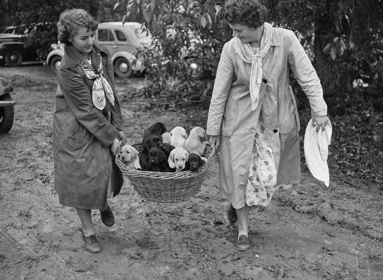 Wags, Whines, and Wins: Behind-the-Scenes of the 1950 St Ives Dog Show