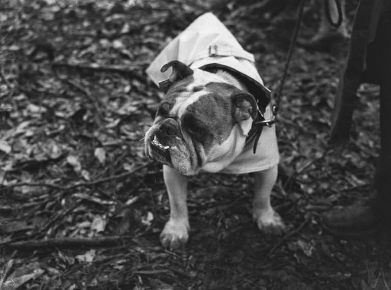 Wags, Whines, and Wins: Behind-the-Scenes of the 1950 St Ives Dog Show