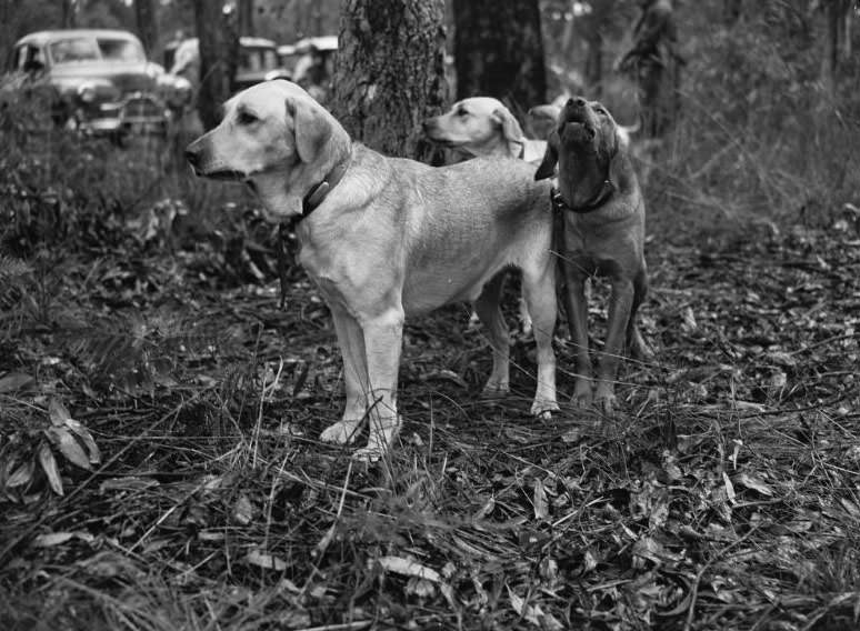 Wags, Whines, and Wins: Behind-the-Scenes of the 1950 St Ives Dog Show