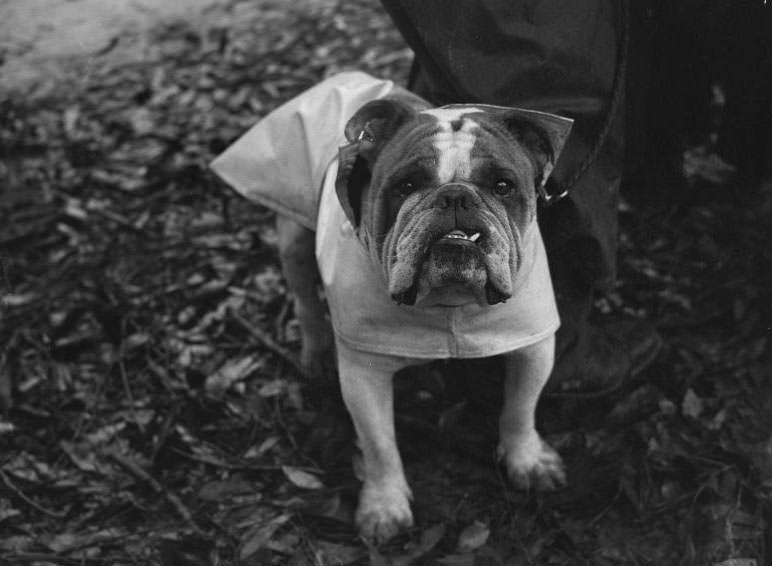 Wags, Whines, and Wins: Behind-the-Scenes of the 1950 St Ives Dog Show