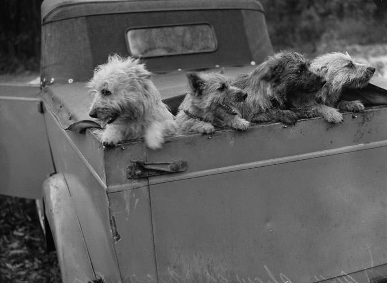 Wags, Whines, and Wins: Behind-the-Scenes of the 1950 St Ives Dog Show