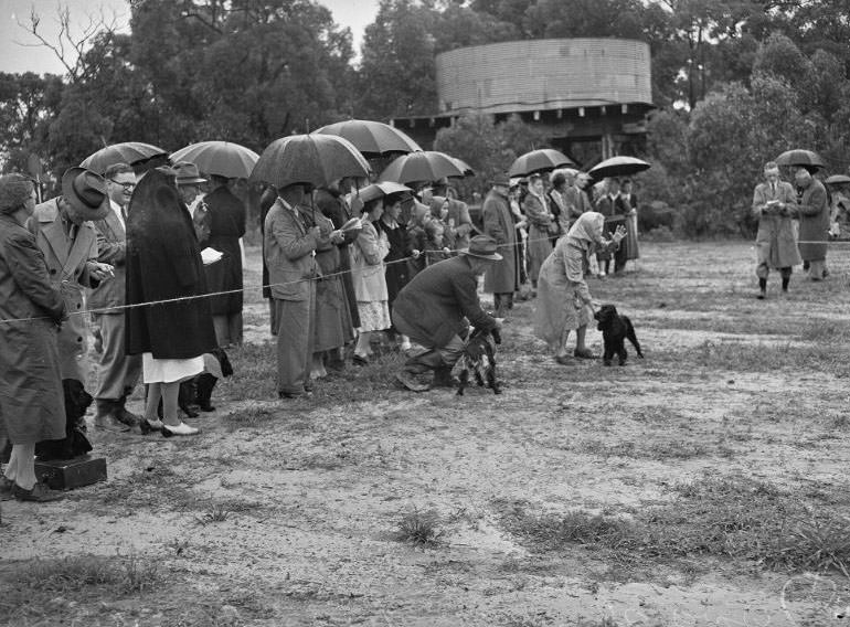 Wags, Whines, and Wins: Behind-the-Scenes of the 1950 St Ives Dog Show