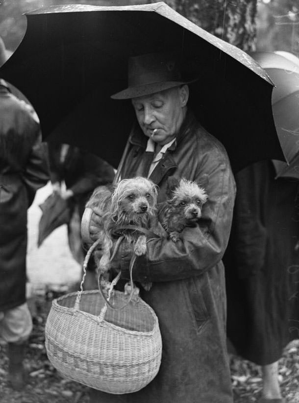 Wags, Whines, and Wins: Behind-the-Scenes of the 1950 St Ives Dog Show