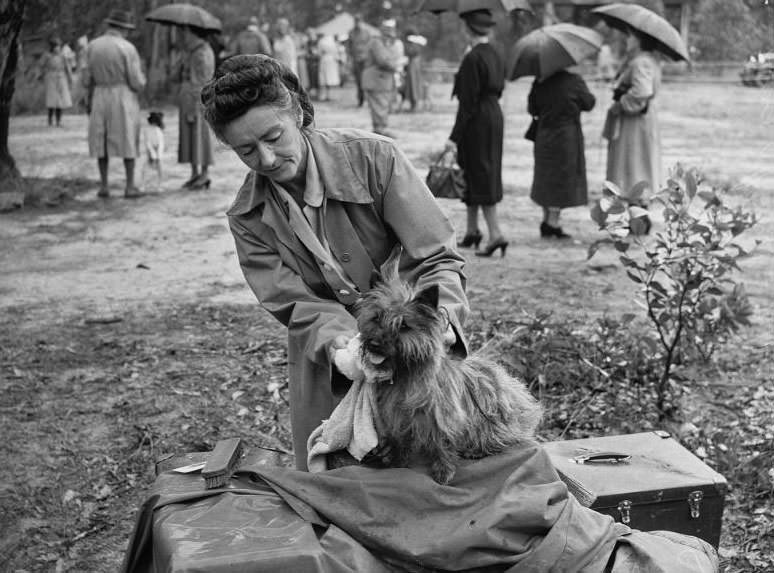 Wags, Whines, and Wins: Behind-the-Scenes of the 1950 St Ives Dog Show