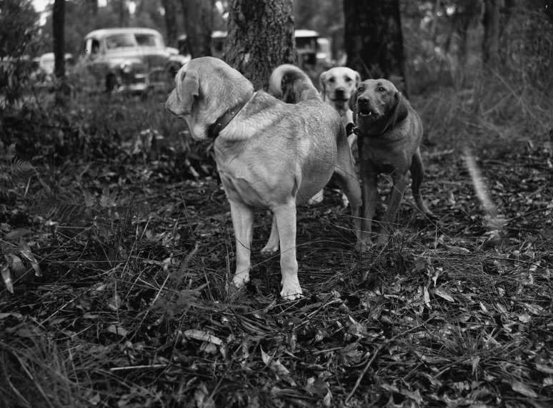 Wags, Whines, and Wins: Behind-the-Scenes of the 1950 St Ives Dog Show