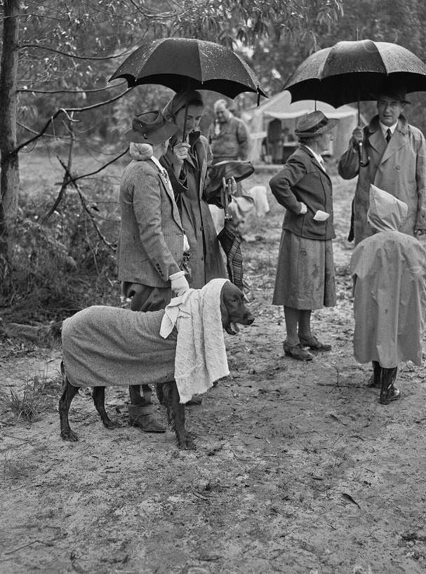 Wags, Whines, and Wins: Behind-the-Scenes of the 1950 St Ives Dog Show