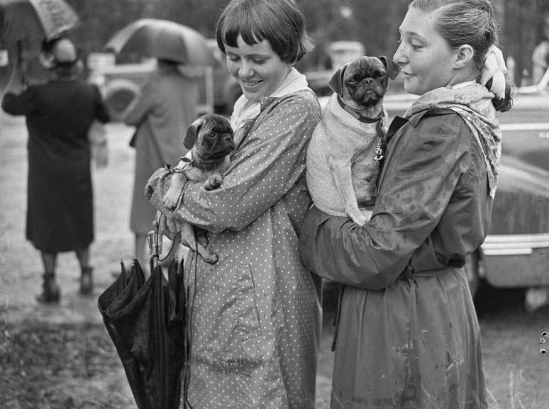 Wags, Whines, and Wins: Behind-the-Scenes of the 1950 St Ives Dog Show