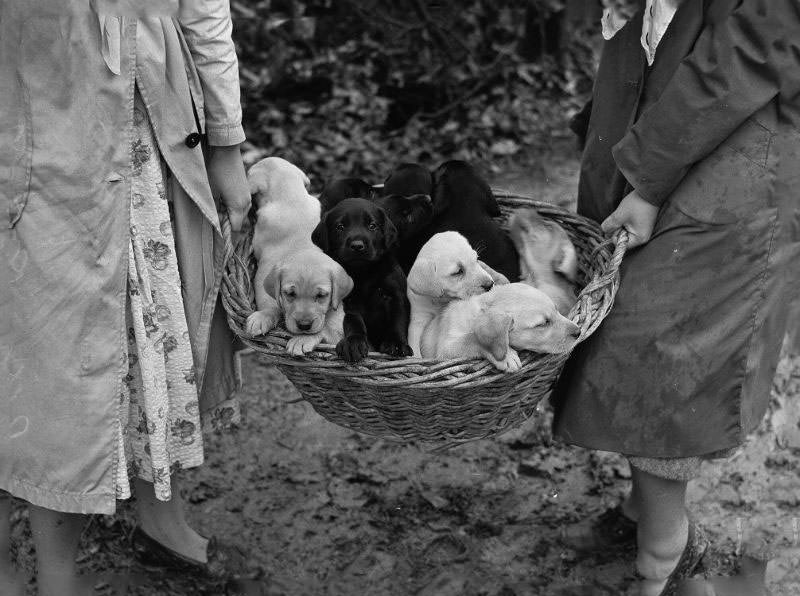 Wags, Whines, and Wins: Behind-the-Scenes of the 1950 St Ives Dog Show