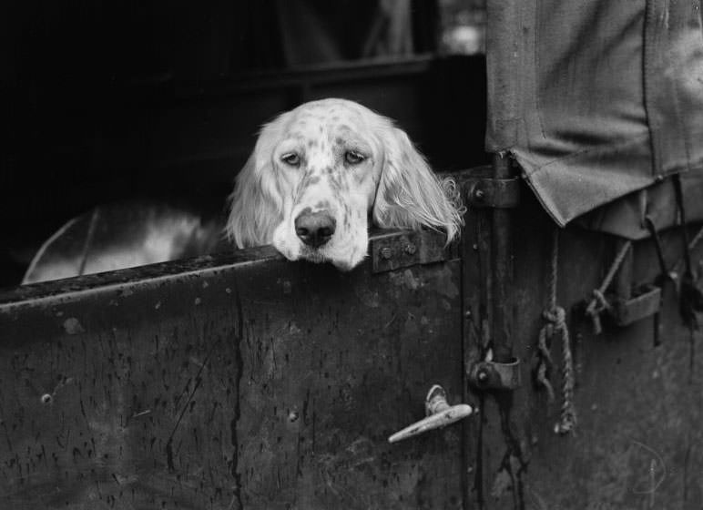 Wags, Whines, and Wins: Behind-the-Scenes of the 1950 St Ives Dog Show